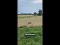 ‘Drunk’ deer warning issued in France