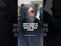 How Japan is attacking its deadly bear crisis