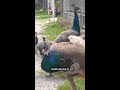 These peacocks have taken over an Italian town