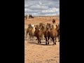 Camel milk is big money for rural China