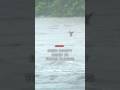 Deer swept away in Texas floods