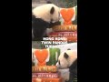 Hong Kong twin pandas turn one