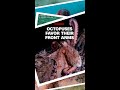 Octopus, like humans, favor certain arms for specific tasks