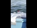Seal jumps on boat to escape killer whales