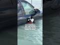 Cat clinching on car door rescued from Dubai floods