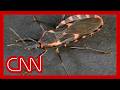 'Kissing bug' disease now considered endemic in the US