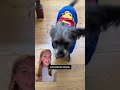 Increase in pet adoption searches following ‘Superman’ movie