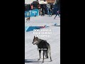 Dog joins a race during Olympics