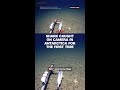 Shark caught on camera in Antarctica for the first time