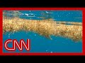 A seaweed blob twice the width of the US is heading toward Florida