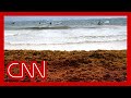 A giant blob of seaweed is headed to Florida. Here’s why it's not like a red tide
