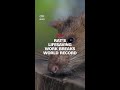 Rat's lifesaving work breaks world record