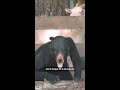 Imagine showing up to work and finding out you're the bear