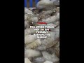 FDA urges public not to eat possibly radioactive shrimp