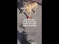 Police say this dog led them to lost child's home