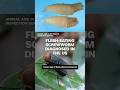 Flesh-eating screwworm diagnosed in person in the US