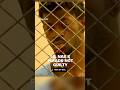 Lil Nas X pleads not guilty