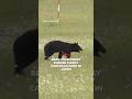 Bear on runway forces flight cancellations in Japan