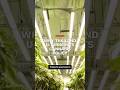 Why Thailand U-turned its cannabis policy