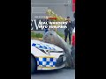 Elephant seal in Cape Town finds its way into suburbia, stops traffic