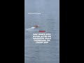 Dad jumps into ocean after his daughter falls overboard on cruise ship