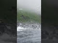 Panicked sea lions dive into water during earthquake