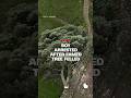 Boy arrested after famed tree felled