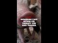 Ukrainian cafe offers pig therapy for war trauma