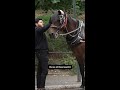 Central Park Conservancy pushes to ban horse carriages