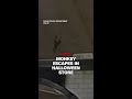 Monkey escapes in Halloween store