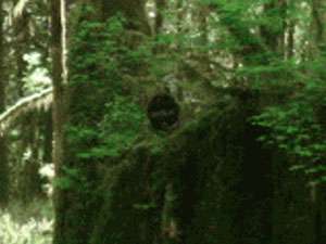 http://www.freeintertv.com/news_pic/sasquatch.jpg http://www.freeintertv.com/news_pic/sasquatch.jpg
